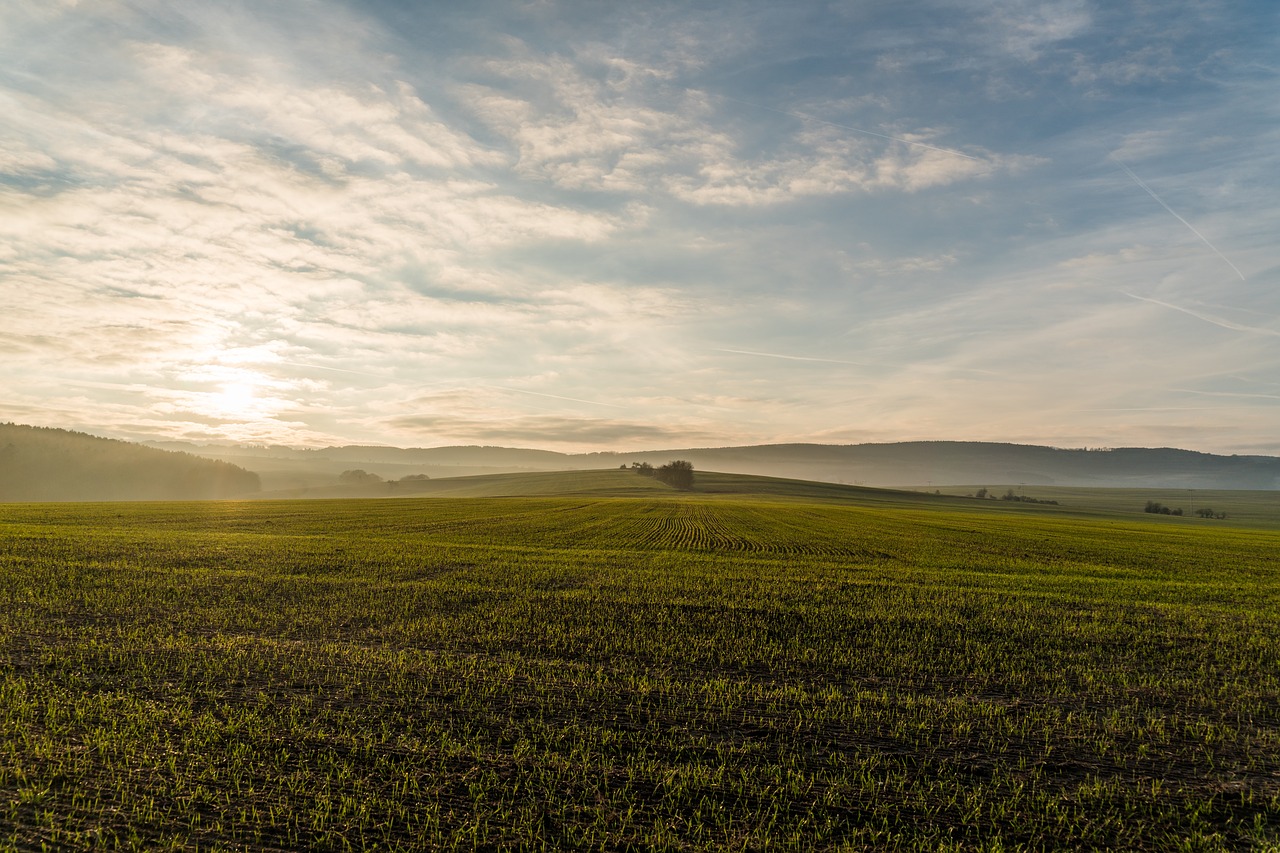 campo Image
